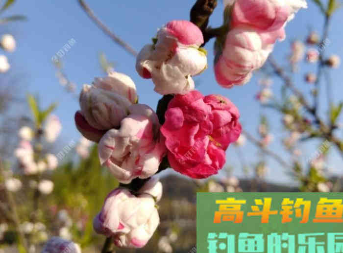 从打窝的种类与利弊，到材料的味型分析，教你打窝