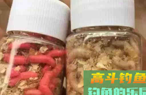 秋天钓鲤鱼的饵料，我最爱用这4种分享给你
