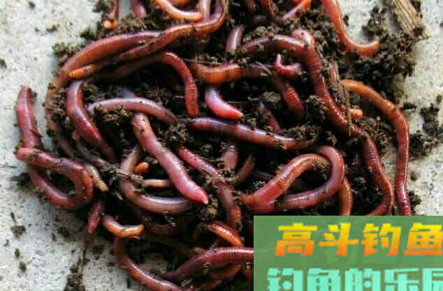 传统钓用饵技巧，新手也容易上手