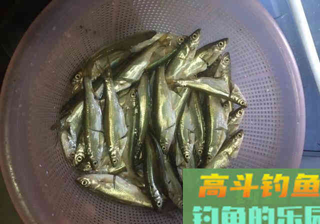 稻谷窝料诱鱼，钓获80多条鲫鱼，12条野生鲤鱼
