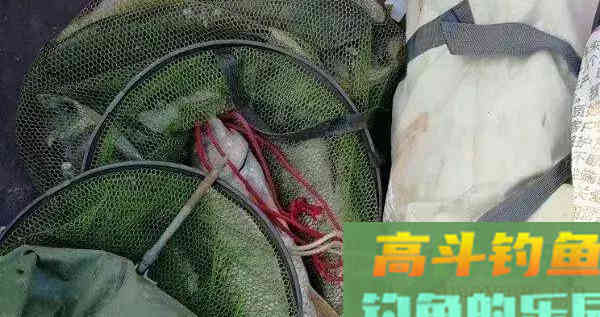 秋钓大鲤，推荐用上这款饵，再狡猾也钓得上来