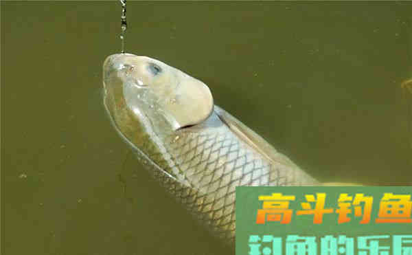 立冬后未下雪之前，想钓这几种鱼，饵料的味型需要这样调整