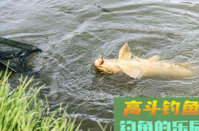 我在饵中用了点玉米饼子，竟然是我上鱼多的秘诀