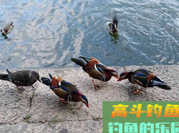以身言教开饵问题，钓鲫鱼的拉饵或搓饵