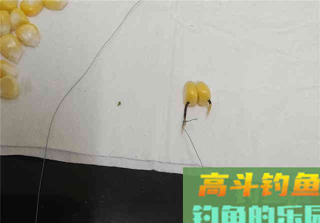 嫩玉米这样挂可大幅提高中鱼概率，不同的鱼用不同挂法