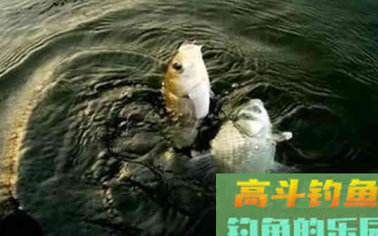 打窝后鱼口不错，但是不能连竿，这是什么原因呢