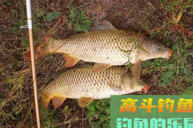 这鲤鱼饵的威力不可小看，10月用它好