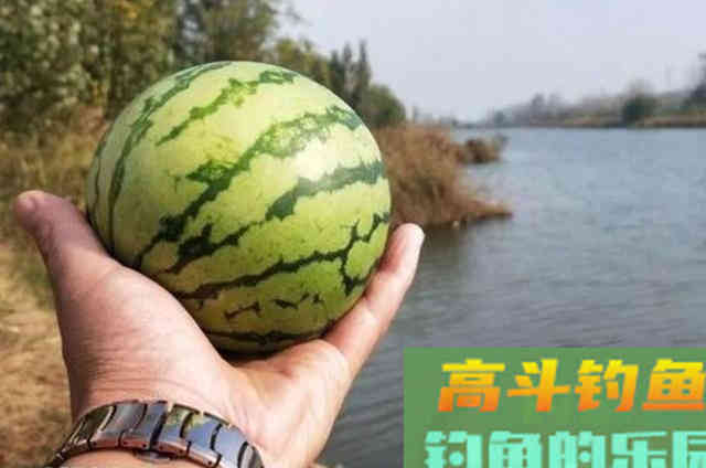 对付草鱼我只服这些饵，效果不错