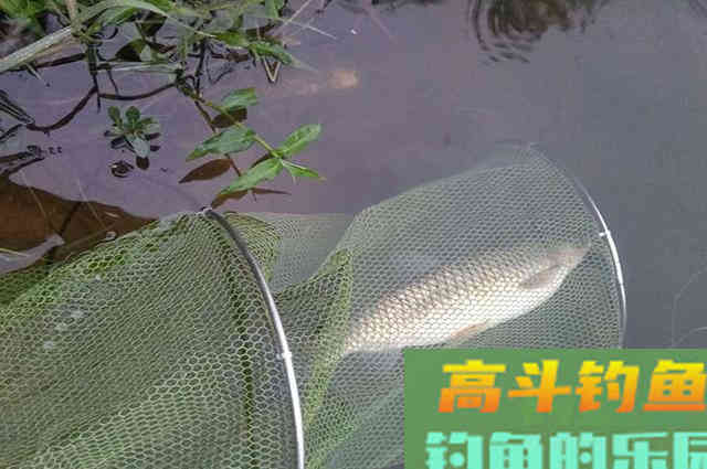 玉米粒在钓鱼中的3种用法，一年能省不少饵料钱