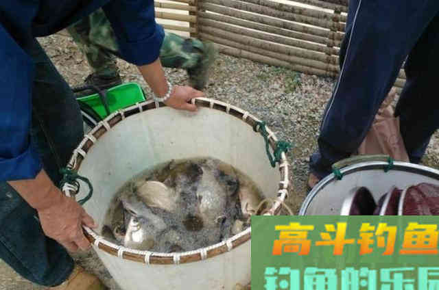 钓了三十年鱼，夏天唯独这诱鱼方式才最有效