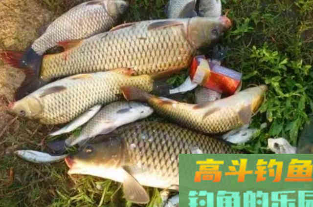 这尿性饵我用了十年，鲤鱼特爱吃，五一长假就靠它了