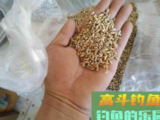 自制一款经济实用的小麦诱饵，会用的钓鱼人不多