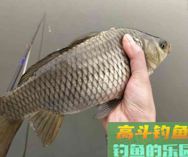 传统谷麦钓法，酒米谷麦饵料详细教学