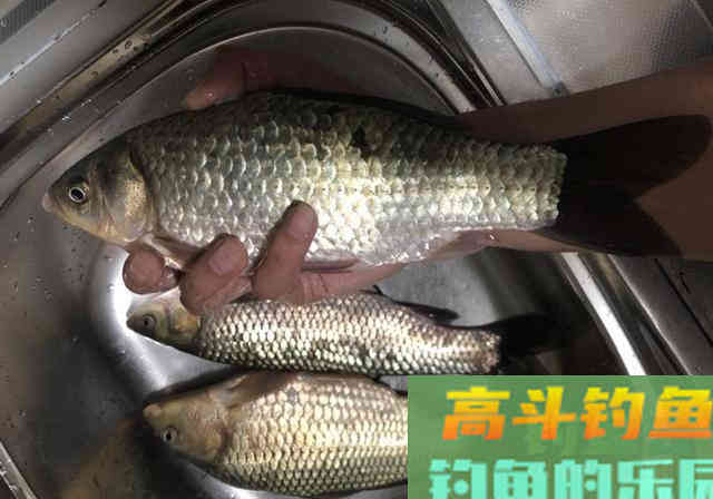 长江野钓，自制纯粮食饵料教学，钓获3条长江野生大鱼