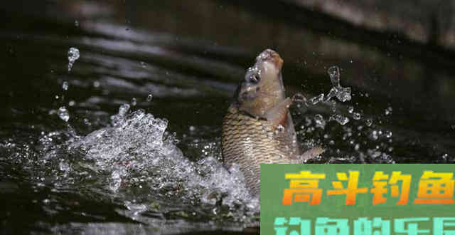 夏天想野钓大鱼，配一份这种自制饵吧