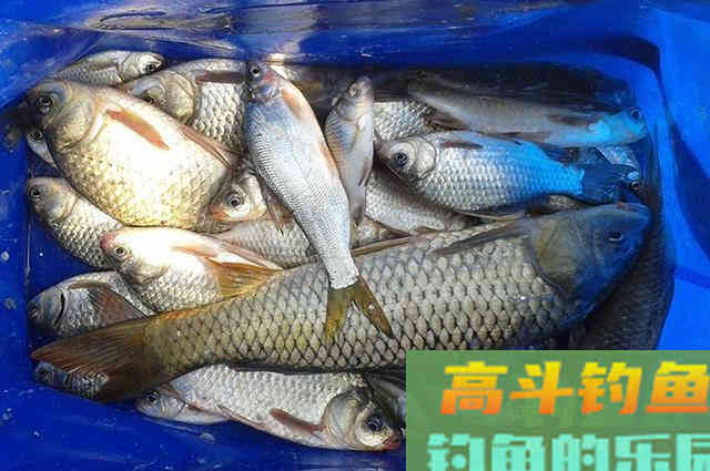 蓝鲫虾肉鸡肝做饵料，入水鱼儿抢着吃，爱钓鱼的别错过
