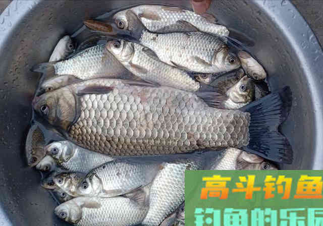 麝香酒米诱鱼，钓获一条3斤巨型鲫鱼，30条大板鲫鱼