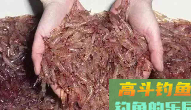 秋天钓鲤鱼的饵料，我最爱用这4种分享给你