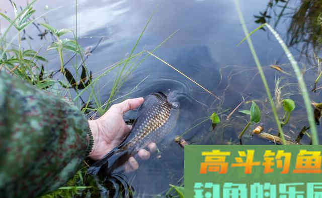 野钓鲫鱼，饵料根本不用买，用这些物料