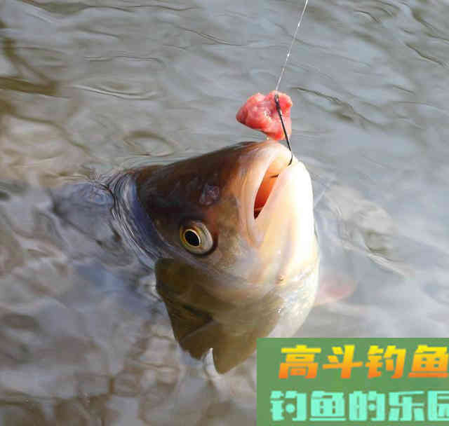 蚕蛹诱鱼能力可媲美红虫，详解一物多用的钓饵