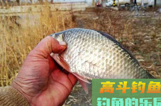 专治鲫鱼不开口的饵料，用了三十年依然奏效
