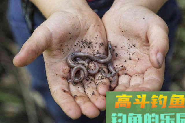 重阳过后，户外野钓鲫鱼时的一些用饵技巧