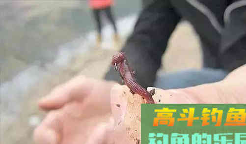 不常用的鲫鱼饵料，一下子又多了几款，省钱又实用