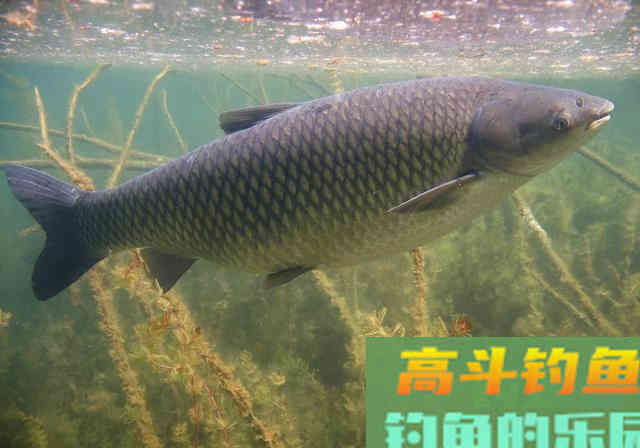 钓草鱼钓浮还是钓底？不纠结，窝料做好才是关键