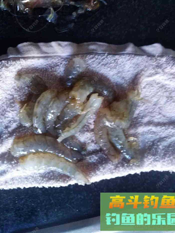 虾拉饵真实的制作过程与效果