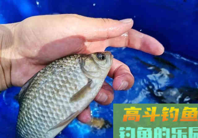 嫌酒米诱鱼不够快，你可以再加点佐料