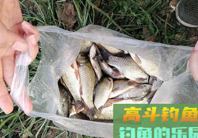 3种麦粒鱼饵制作方法分享，想学的别错过
