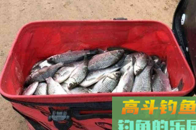 自制鲫鱼饵料配方一钓一个准