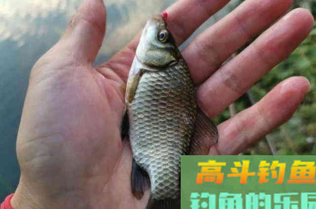 蚯蚓钓鱼时，用对方法，板鲫格外好钓