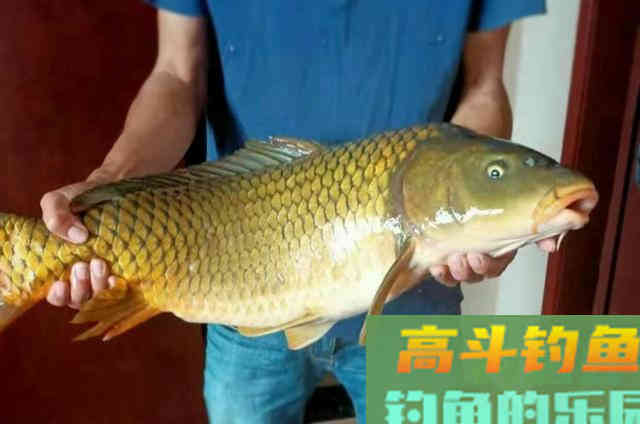中秋过后，用玉米粒制作的鲤鱼鱼饵配方，效果好