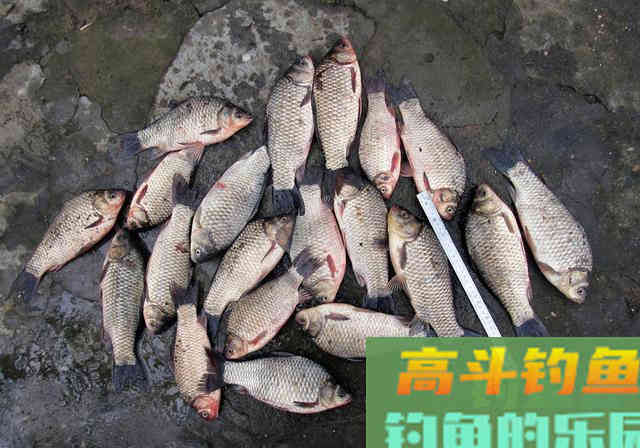 我用自制窝料“换”了25斤鱼，今日把配方奉上