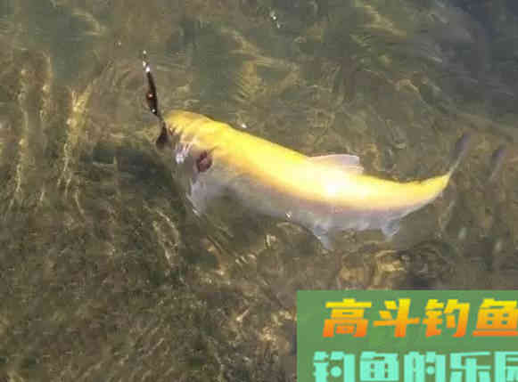 打窝后不发窝，是窝料的问题，还是钓点的问题