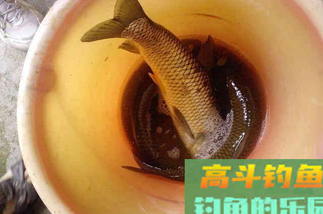橘子皮配玉米粒，垂钓鲤鱼草鱼效果超好！附配方
