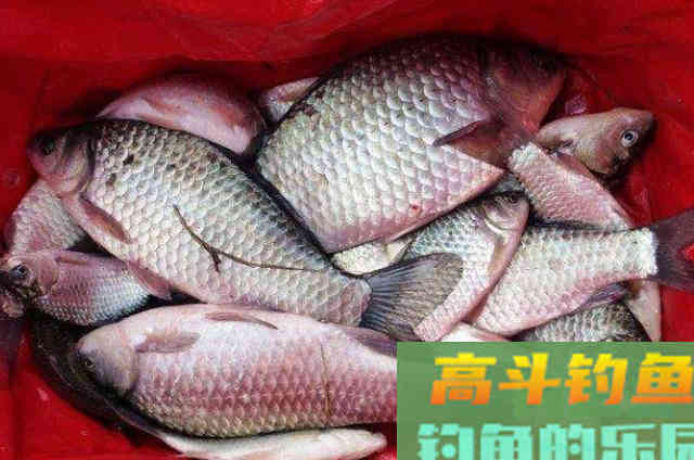 秋钓大板鲫时，需要钓友们谨记在心的三个用饵技能