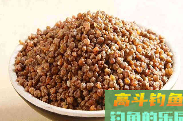 自制钓鱼发酵小麦饵，秋钓鲫鱼必备