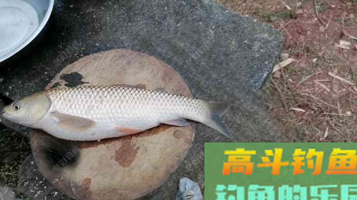 玉米作饵垂钓黑漂却不中鱼！实战经验分析个中缘由