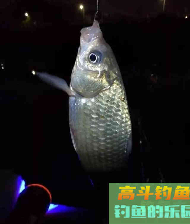 水库钓鱼秘制羊油饵料野钓，钓获一箱20多斤罗非鱼