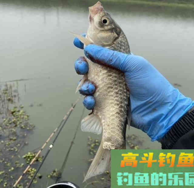 春季钓鲫鱼，蚯蚓作钓实战经验，钓获10多条鲫鱼