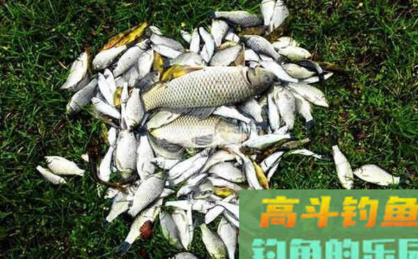 适合野钓自制窝料配方汇总