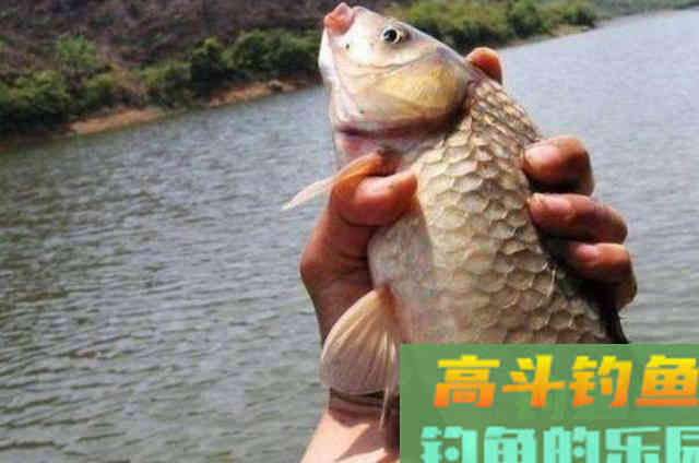冬钓鲫鱼除了蓝鲫饵料，还可换用的一些特效饵料