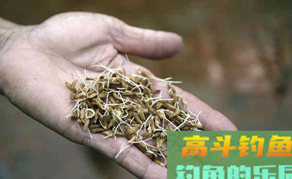白露过后适合钓大鱼的窝料，用好了事半功倍