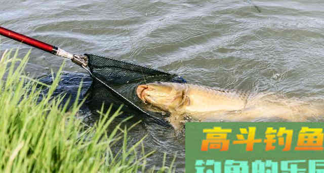 搓饵为什么钓不到鱼？搓饵没问题，有问题是方式