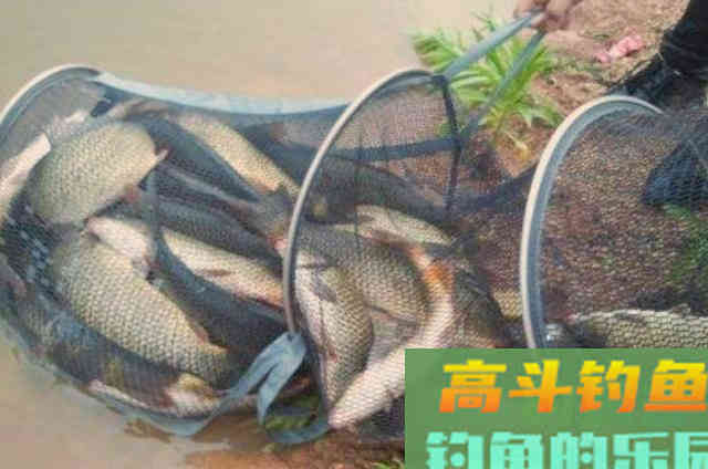秋分后，钓鲤鱼这些饵料都挺好用的