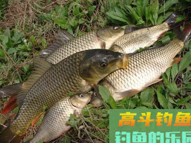 火腿肠也能钓鱼？用白酒、红糖、氨基酸泡制后，有效