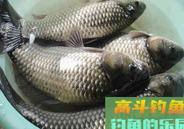 钓鱼小药制作配方分享，做法简单，专攻大鲫大鲤