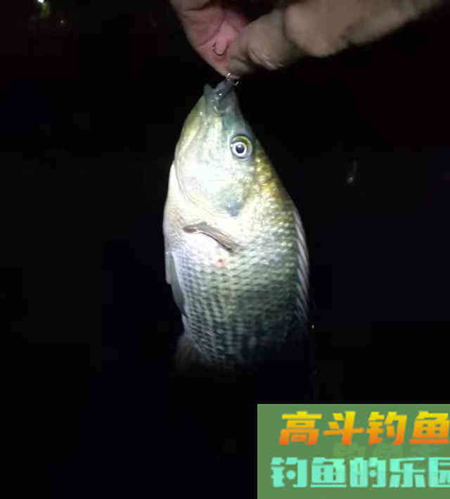 水库钓鱼秘制羊油饵料野钓，钓获一箱20多斤罗非鱼